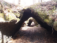 溶岩洞穴・溶岩樹型