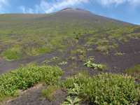 火山荒原に生育する植物