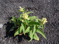 火山荒原に生育する植物
