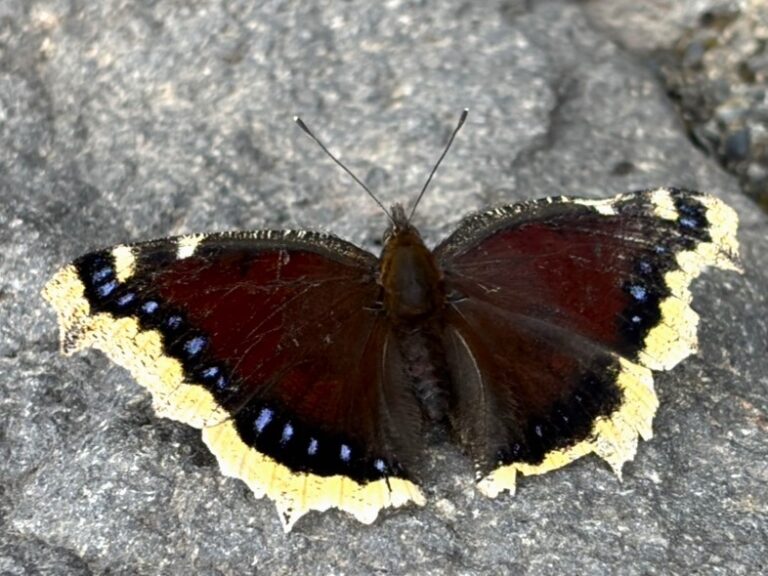御来光だけじゃない！富士山で見える動植物-吉田ルート